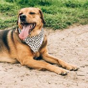 A dog lying on sand with eyes closed and tongue out of mouth wide open.